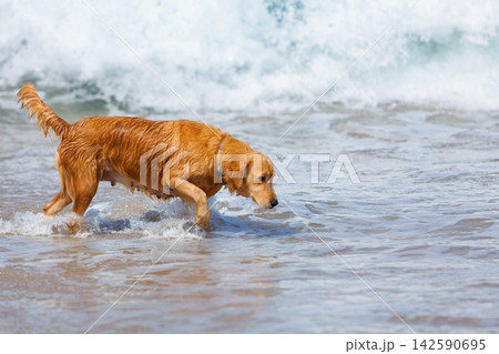 Happy golden retriever have fun on the beach. Run across the sea edge and happy play. Capturing joy, energy, and the excitement of a playful beach adventure. Happy golden retriever have fun on the beach. Run across the sea edge and happy play. Capturing joy, energy, and the excitement of a playful beach adventure. 142590695