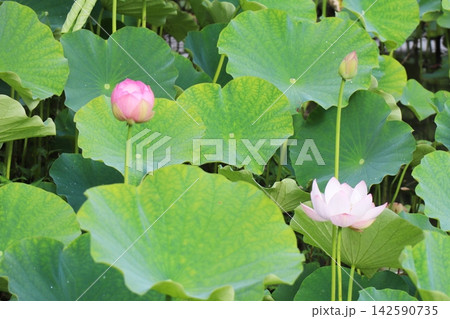 岡山県久米郡久米南町 宮地やすらぎの里 花はす公園の蓮の花 岡山県久米郡久米南町 宮地やすらぎの里 花はす公園の蓮の花 142590735
