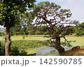 岡山県津山市衆楽園の池 142590785