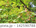 岡山県津山市衆楽園　緑の紅葉と翼果 142590788