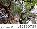 岡山県津山市衆楽園の大きな松の木 142590789