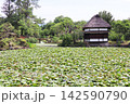 岡山県津山市　衆楽園の白いスイレンが咲く池 142590790