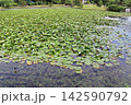 岡山県津山市　衆楽園の白いスイレンが咲く池 142590792