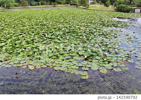 岡山県津山市 衆楽園の白いスイレンが咲く池 岡山県津山市 衆楽園の白いスイレンが咲く池 142590792