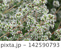 マジョラムの小さい白い花 142590793