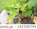 地面から生えているルバーブ 142590794