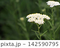 コモンヤロウの白い花 142590795