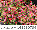 赤紫色のコリウス 142590796