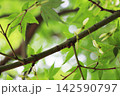 岡山県津山市衆楽園　緑の紅葉と翼果 142590797