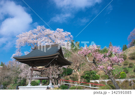 一本桜 - 美しく咲く満開の龍泉寺翔龍桜 一本桜 - 美しく咲く満開の龍泉寺翔龍桜 142591085