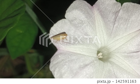 Close-Up of Tiny Bug on Morning 142591163