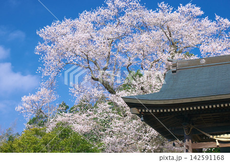一本桜 - 美しく咲く満開の龍泉寺翔龍桜 一本桜 - 美しく咲く満開の龍泉寺翔龍桜 142591168