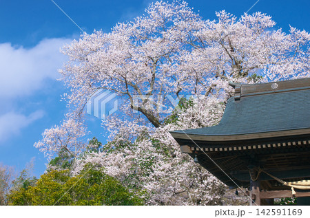 一本桜 - 美しく咲く満開の龍泉寺翔龍桜 142591169