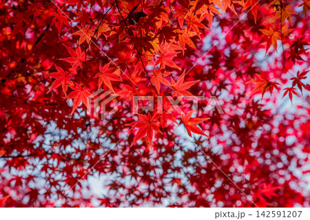 愛知県 紅葉の香嵐渓 愛知県 紅葉の香嵐渓 142591207