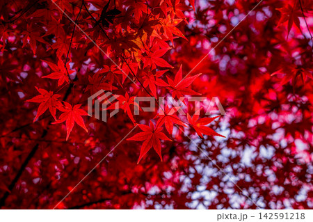 愛知県 紅葉の香嵐渓 愛知県 紅葉の香嵐渓 142591218