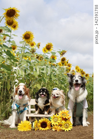 満開のひまわり畑で笑顔を見せる4匹の犬 満開のひまわり畑で笑顔を見せる4匹の犬 142591788