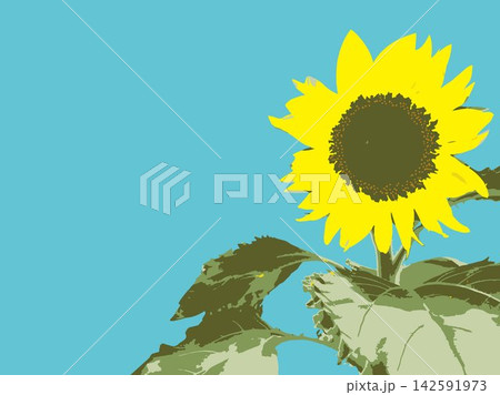 ひまわり、向日葵、ヒマワリ、夏、植物、白バック、真夏、黄色、コピースペース、葉、自然、夏イメージ、白 ひまわり、向日葵、ヒマワリ、夏、植物、白バック、真夏、黄色、コピースペース、葉、自然、夏イメージ、白 142591973