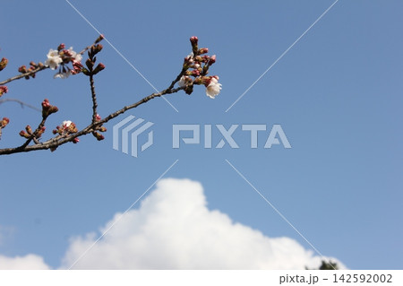 桜のつぼみと雲2 142592002