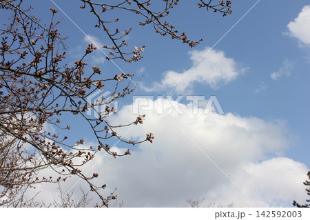 桜のつぼみと雲 142592003