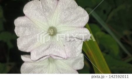 Macro View of Delicate Morning Glory Flower Macro View of Delicate Morning Glory Flower 142592011