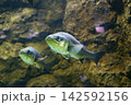 9680　スズキ 142592156