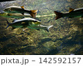 9681　スズキ 142592157