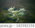 9682　ワタカ 142592158