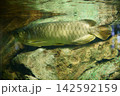 9683　アジアアロワナ 142592159