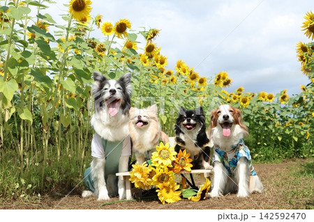 ひまわりいっぱいの夏景色と笑顔の4匹の犬 ひまわりいっぱいの夏景色と笑顔の4匹の犬 142592470