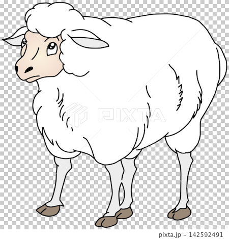手繪動物插畫☆綿羊 手繪動物插畫☆綿羊 142592491