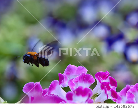 花の蜜を吸うキムネクマバチ 142592678
