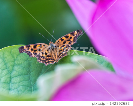 ハスの花にとまるキタテハ ハスの花にとまるキタテハ 142592682