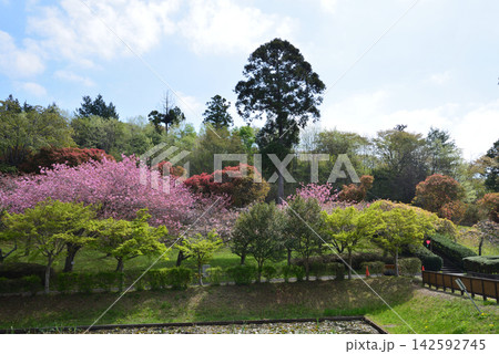 静峰ふるさと公園・八重桜まつり #7 静峰ふるさと公園・八重桜まつり #7 142592745