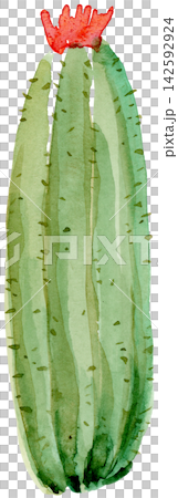 Watercolor One Cactus Red Flower Hand Painted Watercolor One Cactus Red Flower Hand Painted 142592924