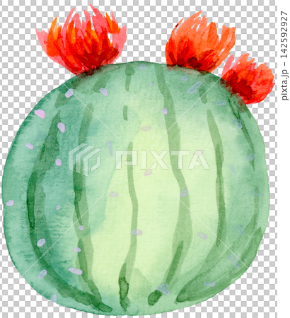 Watercolor Round Cactus with 3 Red Flowers Hand Painted Watercolor Round Cactus with 3 Red Flowers Hand Painted 142592927