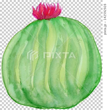 Watercolor Round Cactus with Pink Flower Hand Painted Watercolor Round Cactus with Pink Flower Hand Painted 142592928