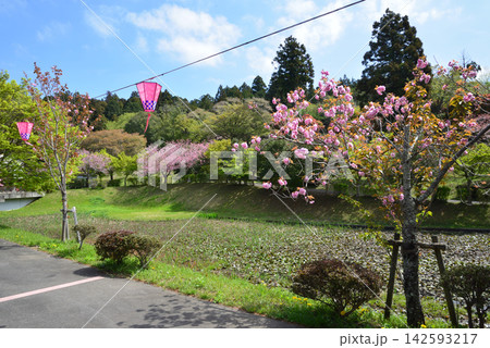 静峰ふるさと公園・八重桜まつり #11 静峰ふるさと公園・八重桜まつり #11 142593217