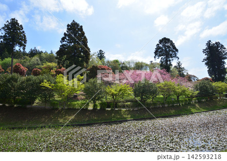 静峰ふるさと公園・八重桜まつり #12 静峰ふるさと公園・八重桜まつり #12 142593218