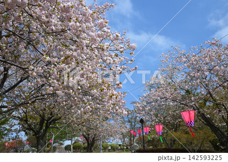 静峰ふるさと公園・八重桜まつり #19 静峰ふるさと公園・八重桜まつり #19 142593225
