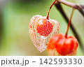 水滴が付いた透かしほおずき 142593330