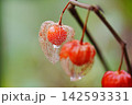 水滴が付いた透かしほおずき 142593331