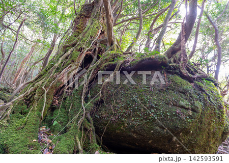 屋久島白谷雲水峡 苔むす森(冬 屋久島白谷雲水峡 苔むす森(冬 142593591