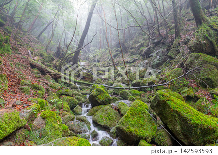 屋久島白谷雲水峡　苔むす森(冬 142593593