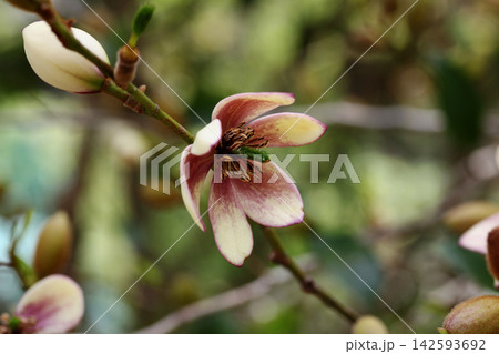 カラタネオガタマの花 142593692