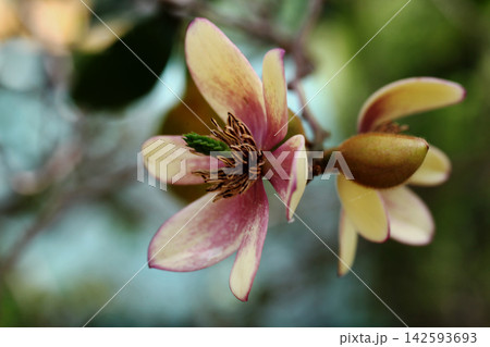 カラタネオガタマの花 142593693