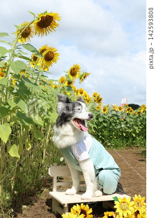 満開のひまわりを背景に座るボーダーコリー 142593808
