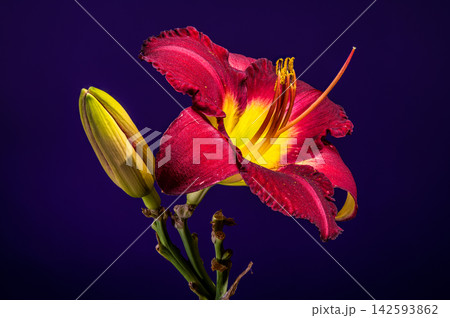 Vibrant Burgundy Daylily Flower on Studio Purple Background 142593862