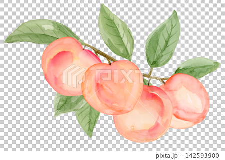 Watercolor 4 Ripe Peaches on a Branch Isolated Background Traditionally Hand Drawn and Painted Watercolor 4 Ripe Peaches on a Branch Isolated Background Traditionally Hand Drawn and Painted 142593900