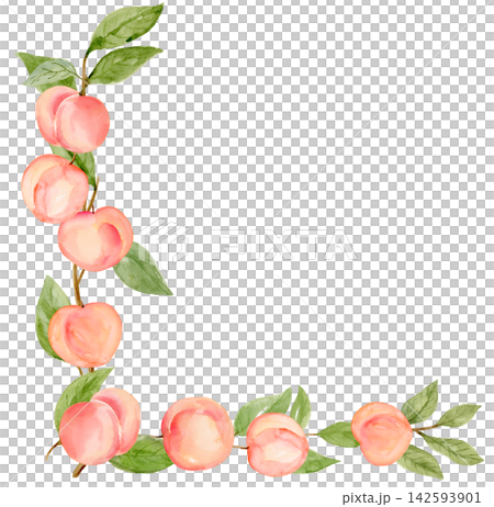 Ripe Peach Cluster Corner Border on Branch Watercolor Isolated Background Traditionally Hand Painted Ripe Peach Cluster Corner Border on Branch Watercolor Isolated Background Traditionally Hand Painted 142593901