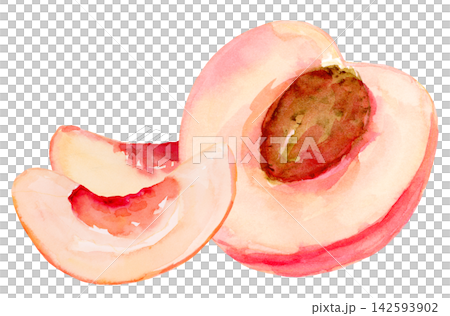 Watercolor Half Peach with Pit and Two Wedges Isolated Background Traditionally Hand Drawn and Painted Watercolor Half Peach with Pit and Two Wedges Isolated Background Traditionally Hand Drawn and Painted 142593902